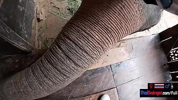 Free Porn Videos Elephant – Videos – Free Porn Videos Elephant