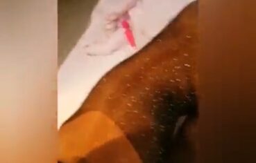 Niara Pessanha mostra suas habilidades com boquete e anal