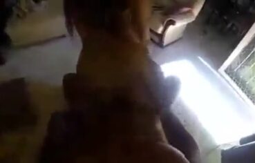 Novinha gostosa cavalgando forte no pau grosso até gemer alto