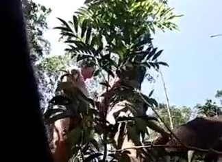 Daniela safada dando de quatro no mato com o marido tarado